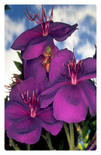 DF35T 025 Purple Roadsidea